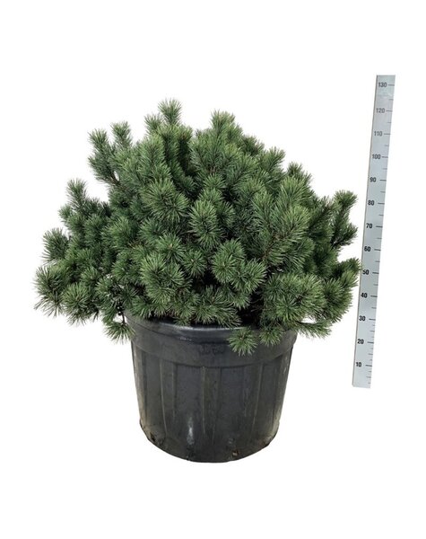 Pinus