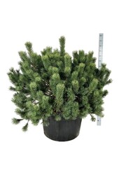 Denneboom Pinus mugo
