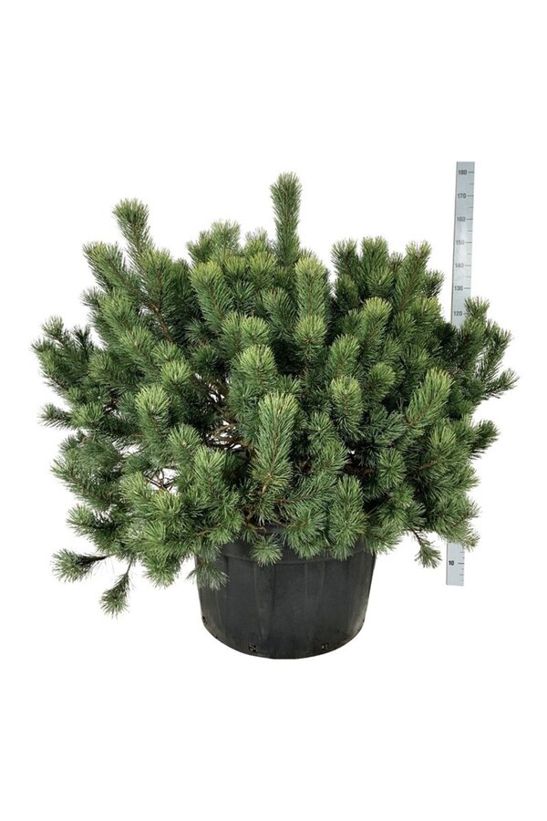 Denneboom Pinus mugo