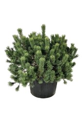 Denneboom Pinus mugo