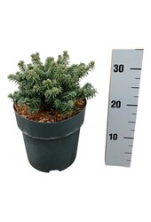 Zilverspar Abies balsamea Piccolo