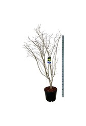 Esdoorn Acer Arctic Jade ®