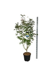 Esdoorn Acer Arctic Jade ®