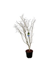 Esdoorn Acer Arctic Jade ®