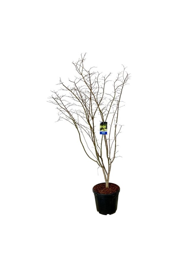 Esdoorn Acer Arctic Jade ®