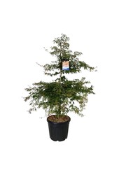 Esdoorn Acer Ice Dragon ®