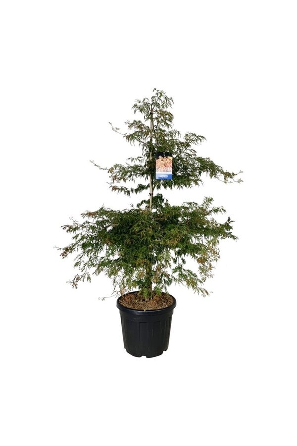 Esdoorn Acer Ice Dragon ®