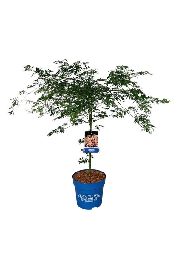 Esdoorn Acer Ice Dragon ®