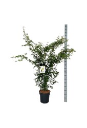 Esdoorn Acer palmatum