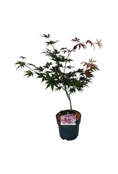 Esdoorn Acer Atropurpureum