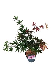 Esdoorn Acer Atropurpureum