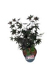 Esdoorn Acer Bloodgood