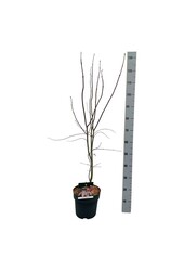 Esdoorn Acer Bloodgood