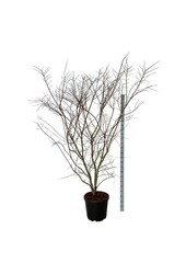 Esdoorn Acer Brown Sugar