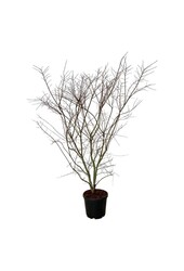 Esdoorn Acer Brown Sugar