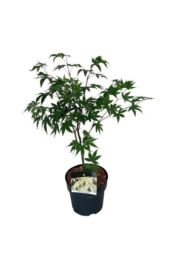 Esdoorn Acer Osakazuki