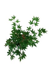 Esdoorn Acer Osakazuki