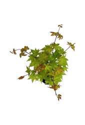 Esdoorn Acer shirasawanum Jordan