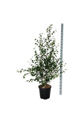 Berk Betula utilis jacquemontii