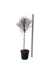 Berk Betula utilis Magical Globe