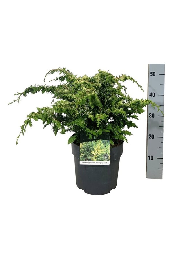 Chamaecyparis Fernspray Gold