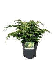 Chamaecyparis Fernspray Gold