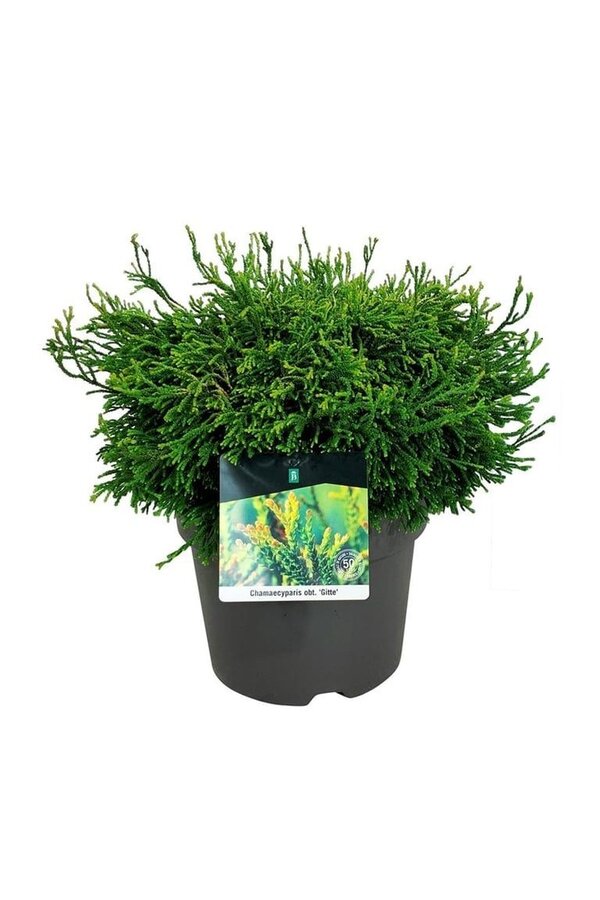Chamaecyparis Gitte