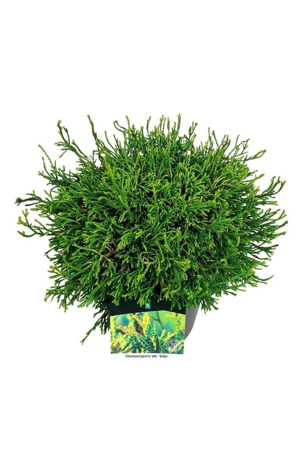 Chamaecyparis Gitte