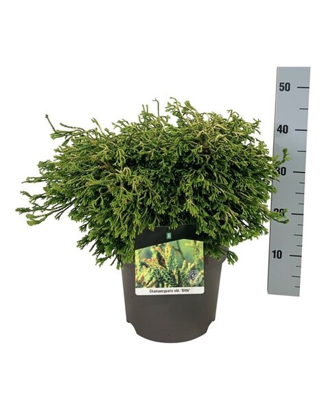 Chamaecyparis