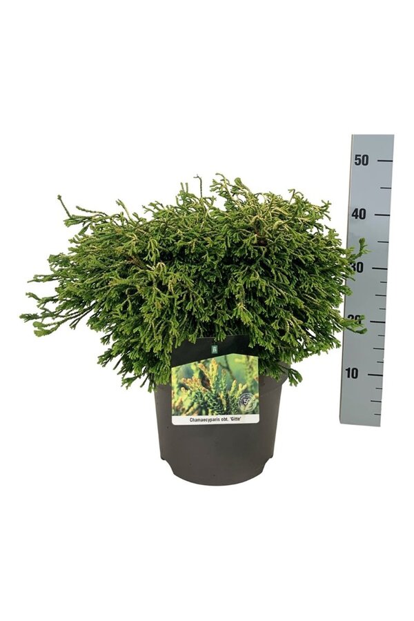 Chamaecyparis Gitte