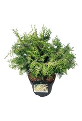 Chamaecyparis Lucas PBR