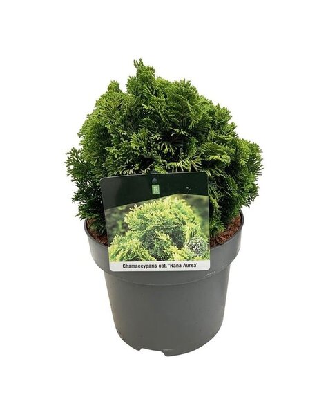 Chamaecyparis