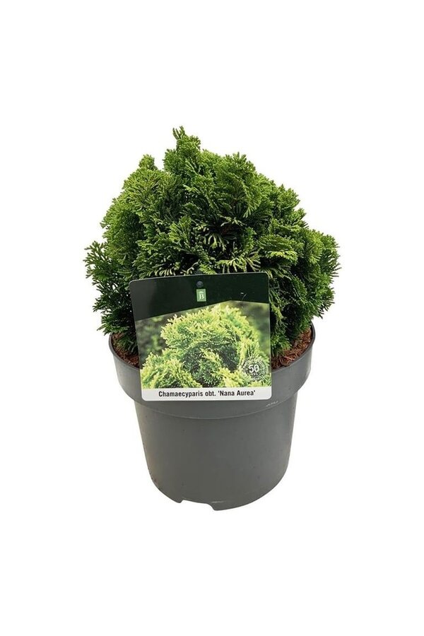 Chamaecyparis Nana Aurea