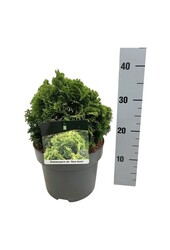 Chamaecyparis Nana Aurea