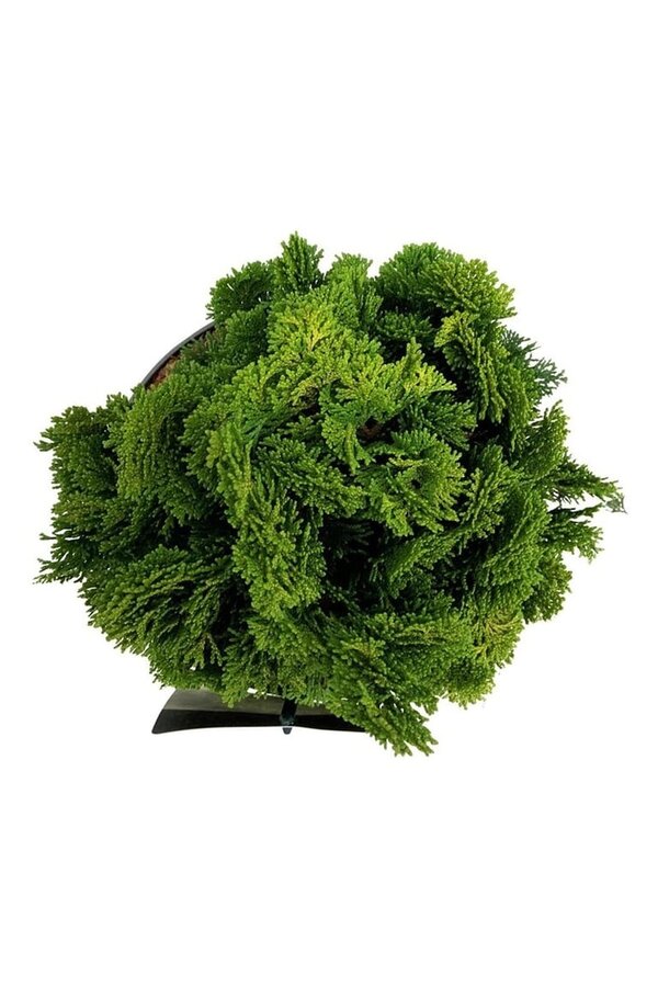 Chamaecyparis Nana Aurea