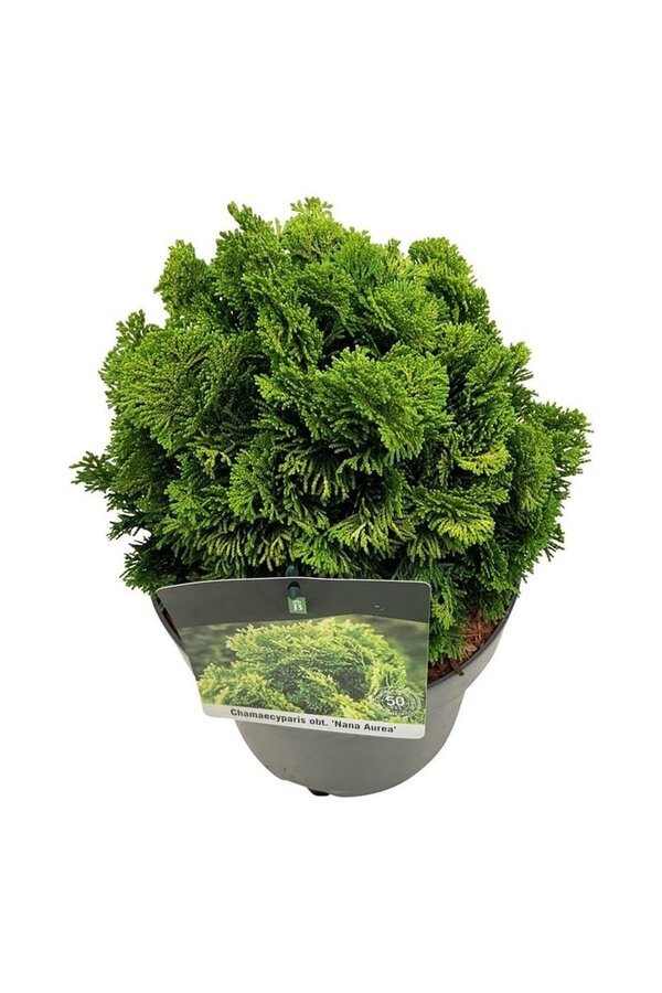 Chamaecyparis Nana Aurea