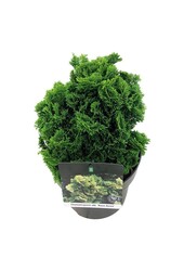 Chamaecyparis Nana Aurea
