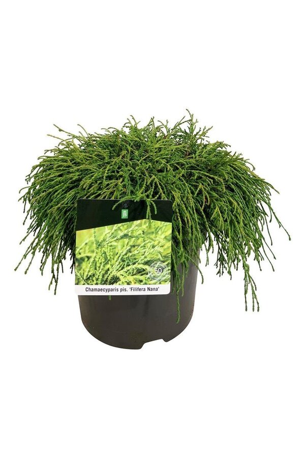 Chamaecyparis Filifera Nana