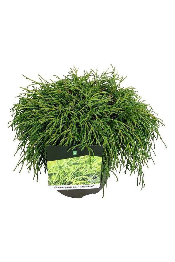 Chamaecyparis Filifera Nana