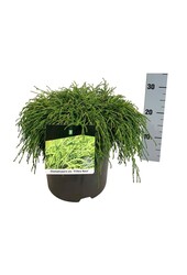 Chamaecyparis Filifera Nana