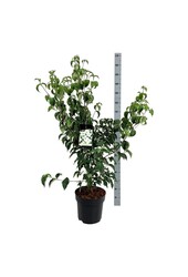 Kornoelje Cornus kousa Milky Way