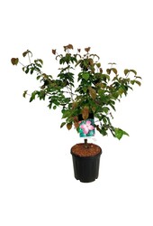 Kornoelje Cornus kousa Satomi