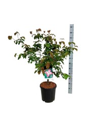 Kornoelje Cornus kousa Satomi