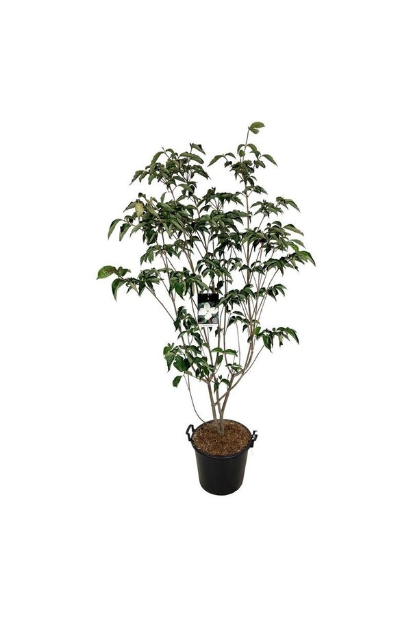 Kornoelje Cornus kousa Venus ®