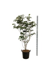 Kornoelje Cornus kousa Venus ®