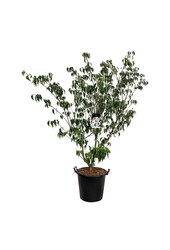 Kornoelje Cornus kousa Weisse Fontaine