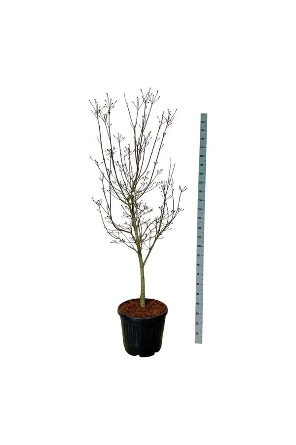 Kornoelje Cornus Starlight