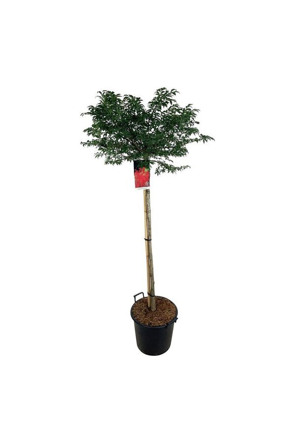 Kardinaalshoed Euonymus alatus Compactus