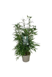 Bamboe Fargesia robusta Pingwu