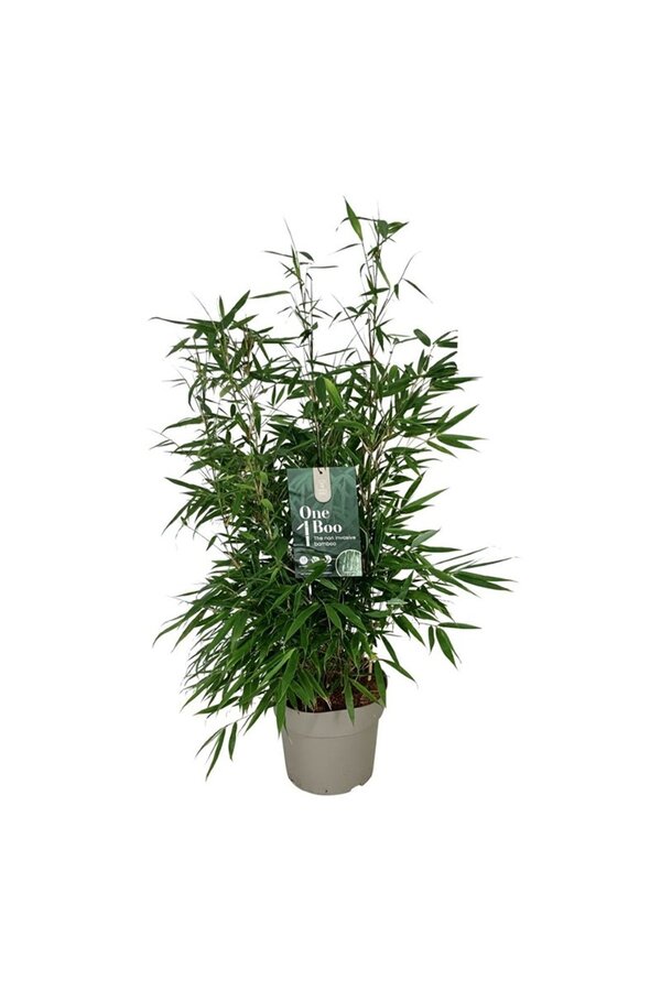 Bamboe Fargesia robusta Pingwu